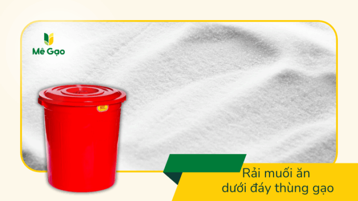 Rải muốn ăn ở đáy thùng để bảo quản gạo
