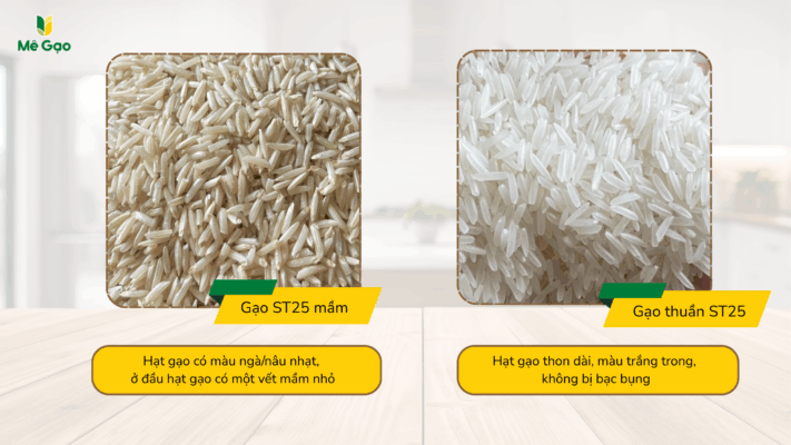 Phân biệt Gạo ST25 và Gạo Mầm ST25