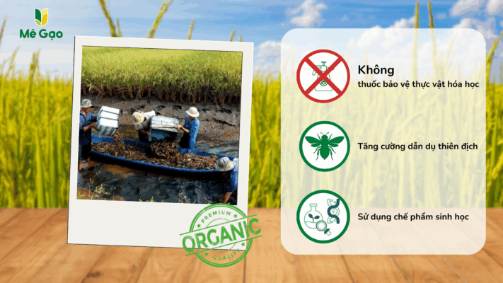 Môi trường trồng và canh tác Gạo ST25 Lúa Tôm