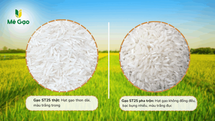 Phân biệt gạo ST25 thật và gạo đấu trộn qua hạt gạo