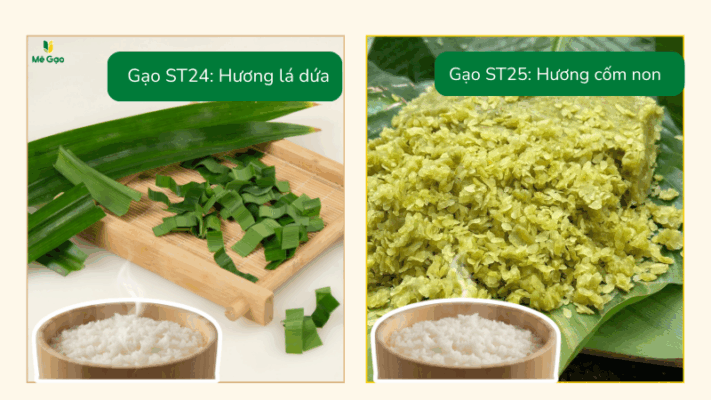 So sánh hương vị gạo ST24 và ST25