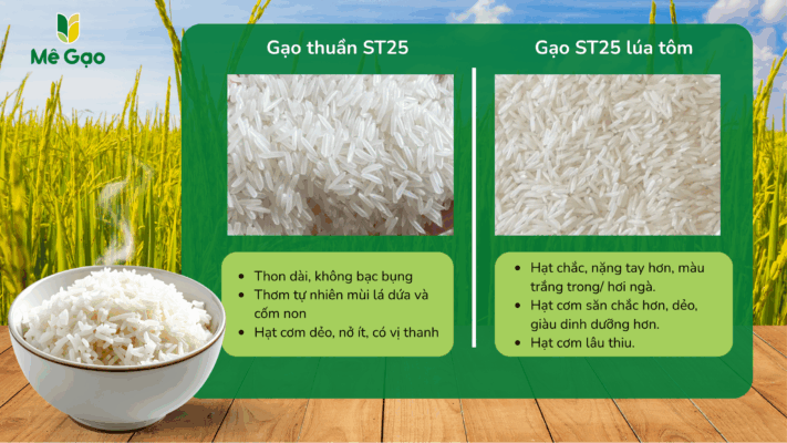Gạo thuần ST25 và ST25 lúa tôm khác nhau thế nào?