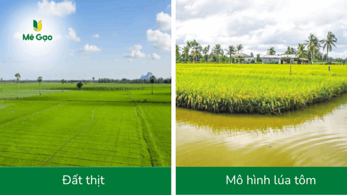 Điều kiện sinh thái và môi trường canh tác lý tưởng