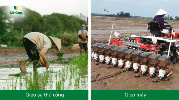 Kỹ thuật gieo sạ & mật độ lý tưởng