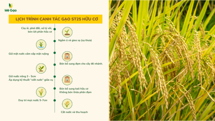 Quy trình chăm sóc & bón phân hữu cơ (Theo giai đoạn)