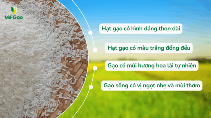 Các đặc điểm của gạo Thơm Lài