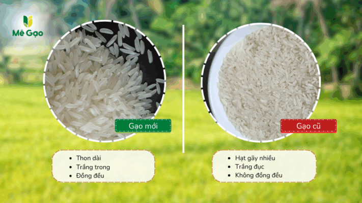 Cách nhận biết Gạo Thơm Lài cũ và mới nhanh chóng