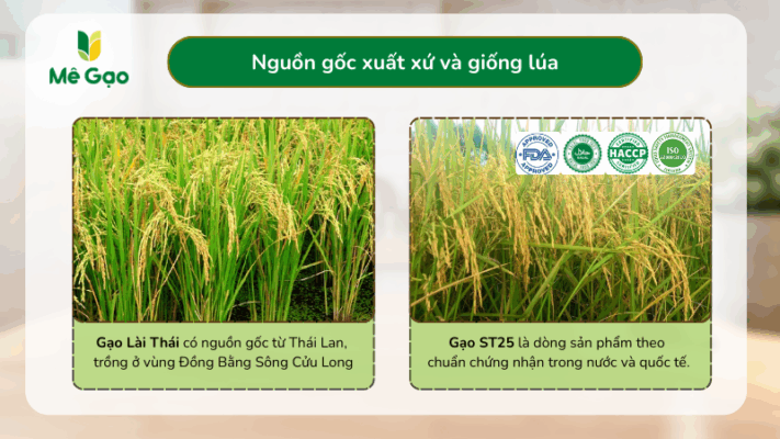 Nguồn gốc gạo Lài Thái và gạo ST25
