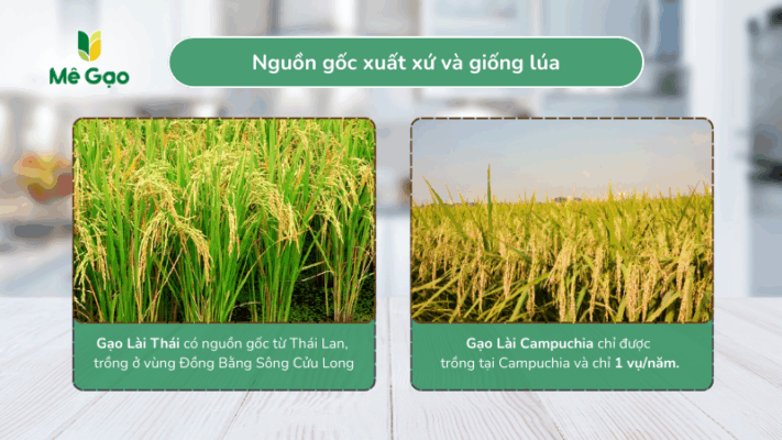 Nguồn gốc xuất xứ ggioosngLafi Thái và Lài Campuchia