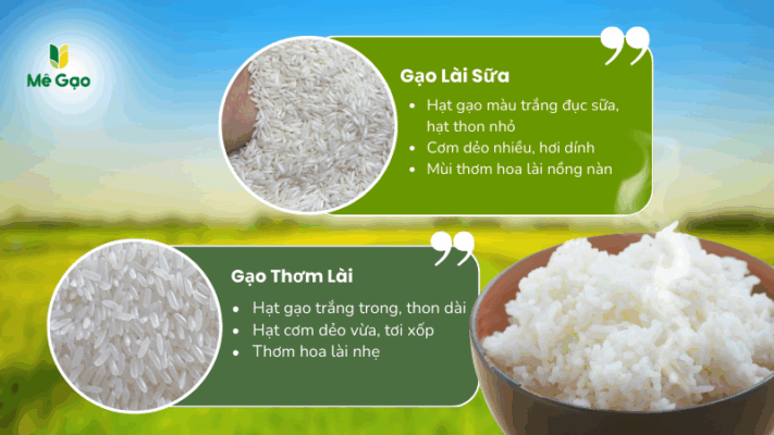 So sánh đặc tính gạo Thơm Lài với gạo Lài Sữa