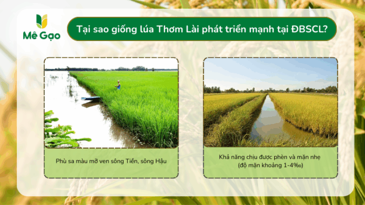 Tại sao giống lúa Thơm Lài lại phát triển tại Đồng Bằng Sông Cửu Long?