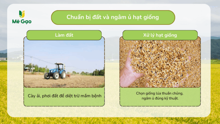 Chuẩn bị và cải tạo đất khi trồng gạo Lài KDM