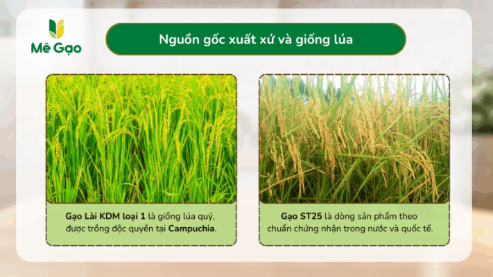 Nguồn gốc gạo Lài KDM và gạo ST25