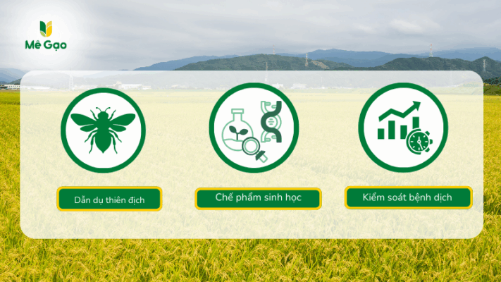 Nguyên tắc bảo vệ gạo Lài KDM khỏi sâu bệnh