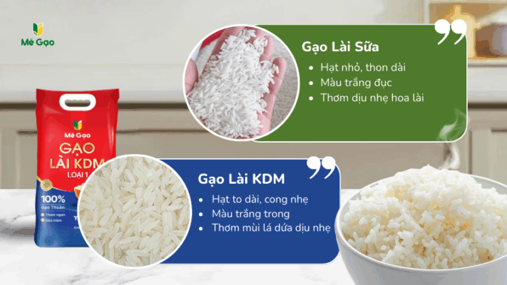 So sánh đặc tính gạo Lài KDM và gạo lài sữa