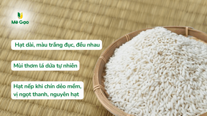 Đặc điểm hạt gạo Nếp Nam Lá Xanh