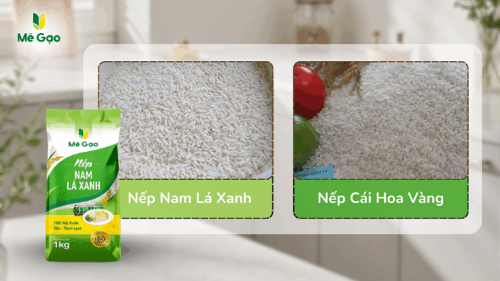 So sánh hạt gạo giữa Nếp Nam Lá Xanh và Nếp Cái Hoa Vàng